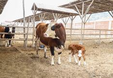 Nace segunda vaca por inseminación en Trujillo