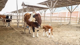 Nace segunda vaca por inseminación en Trujillo
