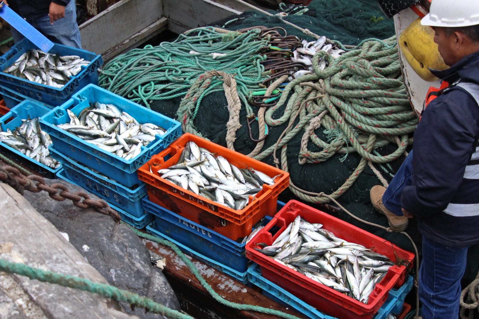 Autoridades ejecutaron operativo en el Terminal Pesquero de Chimbote.