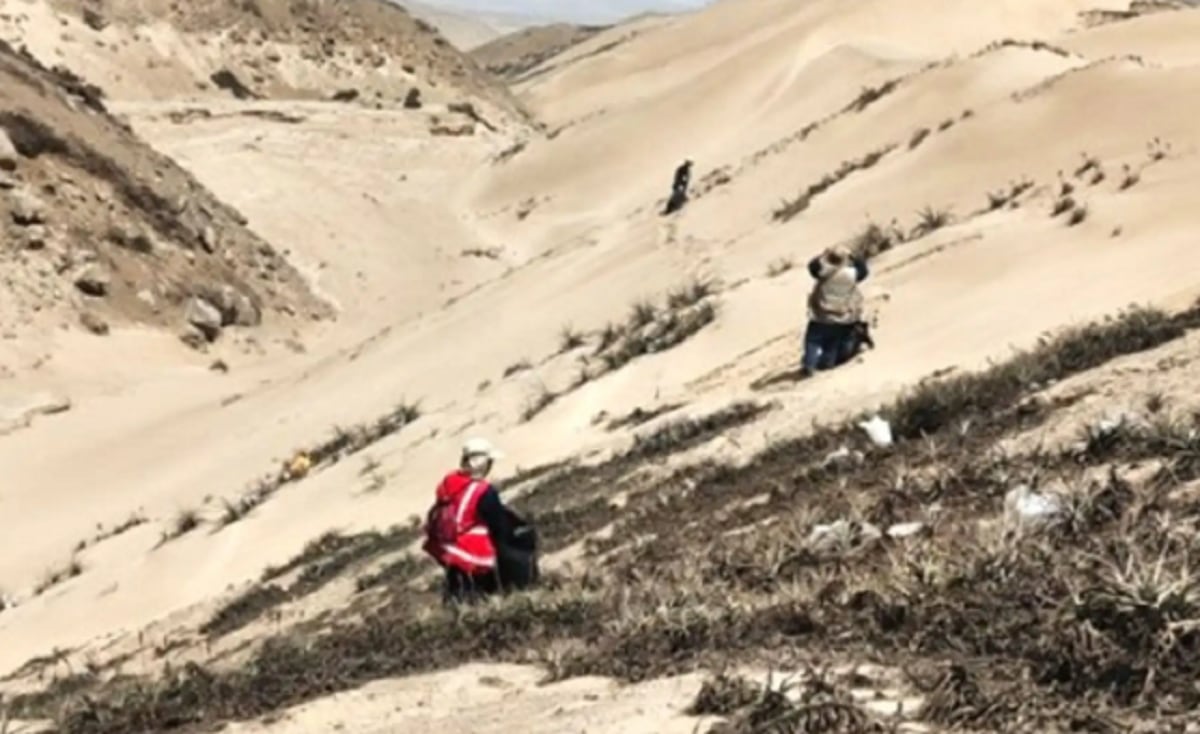 Ancón: Impulsan conservación de tillandsias en el Parque Ecológico Nacional "Papa León XIV"