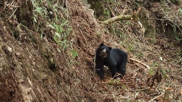 Huánuco: ampliación de frontera agrícola pone en riesgo a oso de anteojos