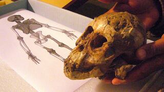 Antepasados del ser humano se cruzaron con homínido 'fantasma'