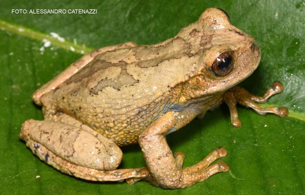 La nueva especie fue registrada a 2.590 metros de altitud en el Área de Conservación Regional Bosque Nublado Amaru-Huachocolpa-Chihuana. El estudio también reportó dos anfibios por primera vez en Huancavelica.