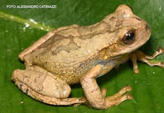 Huancavelica: descubren nueva especie de rana marsupial en bosque nublado