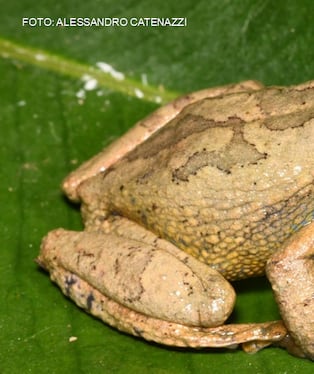 La nueva especie fue registrada a 2.590 metros de altitud en el Área de Conservación Regional Bosque Nublado Amaru-Huachocolpa-Chihuana. El estudio también reportó dos anfibios por primera vez en Huancavelica.