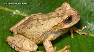 Huancavelica: descubren nueva especie de rana marsupial en bosque nublado