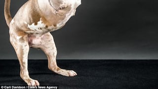 Fotos: Perrito aprende a caminar como humano tras perder 2 patas