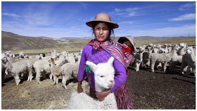 De la ficción a la realidad: clonación de alpacas en Perú