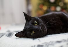 Cinco claves para evitar accidentes de mascotas dentro del hogar