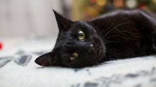 Cinco claves para evitar accidentes de mascotas dentro del hogar