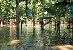 Río Chira arrasa con sembríos de arroz y plátano en Piura