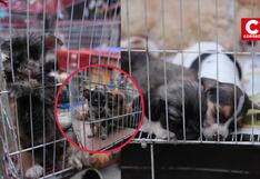 Cercado de Lima: Allanan vivienda y hallan más de 50 animalitos que eran víctimas de maltrato (FOTOS)