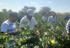 Piura: Instalan 860 hectáreas de algodón en valles del Medio, Bajo Piura y Sechura
