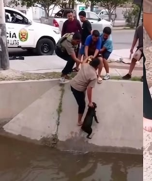 Can fue puesto a buen recaudo por policías y vecinos.