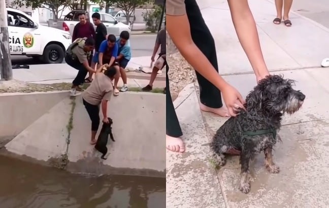Can fue puesto a buen recaudo por policías y vecinos.