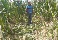 Tormenta de arena en Ica: evalúan la activación del Seguro Agrícola Catastrófico tras afectación de cultivos