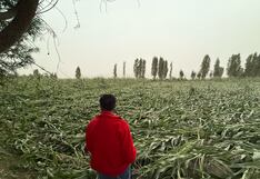 Fuertes vientos en Arequipa: pérdida de 200 hectáreas de cultivo