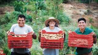 La región Junín es líder en exportación de cúrcuma