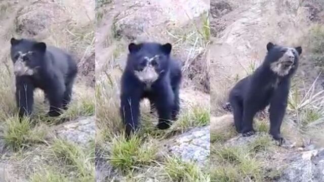 Fiscalía rescata a oso de anteojos que se encontraba en cautiverio dentro de una vivienda en Puno