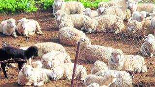 Heladas matan a miles de ovinos y alpacas  
