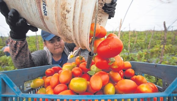 Francesco Casassa, gerente de Región Norte de Syngenta, indicó que amenaza es contra tomates y pimientos. Pequeños y medianos agricultores afectados.