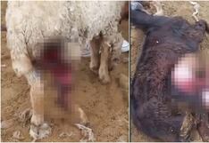 Pisco: denuncian ataque masivo de perros a ovejas en Humay y vecinos exigen medidas urgentes