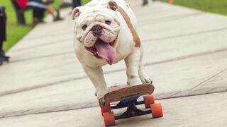 Otto, el bulldog skater peruano, compite como perro deportista del año