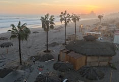 Plantan palmeras en las playas de Mollendo para mejorar el litoral arequipeño