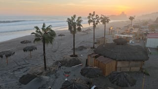 Plantan palmeras en las playas de Mollendo para mejorar el litoral arequipeño