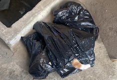 Gatos alojados en local de la DIRESA Huánuco son envenenados