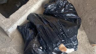 Gatos alojados en local de la DIRESA Huánuco son envenenados