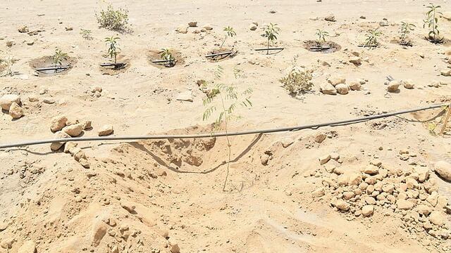 Proyecto Hilando Verde sembrará 120 árboles en Socabaya