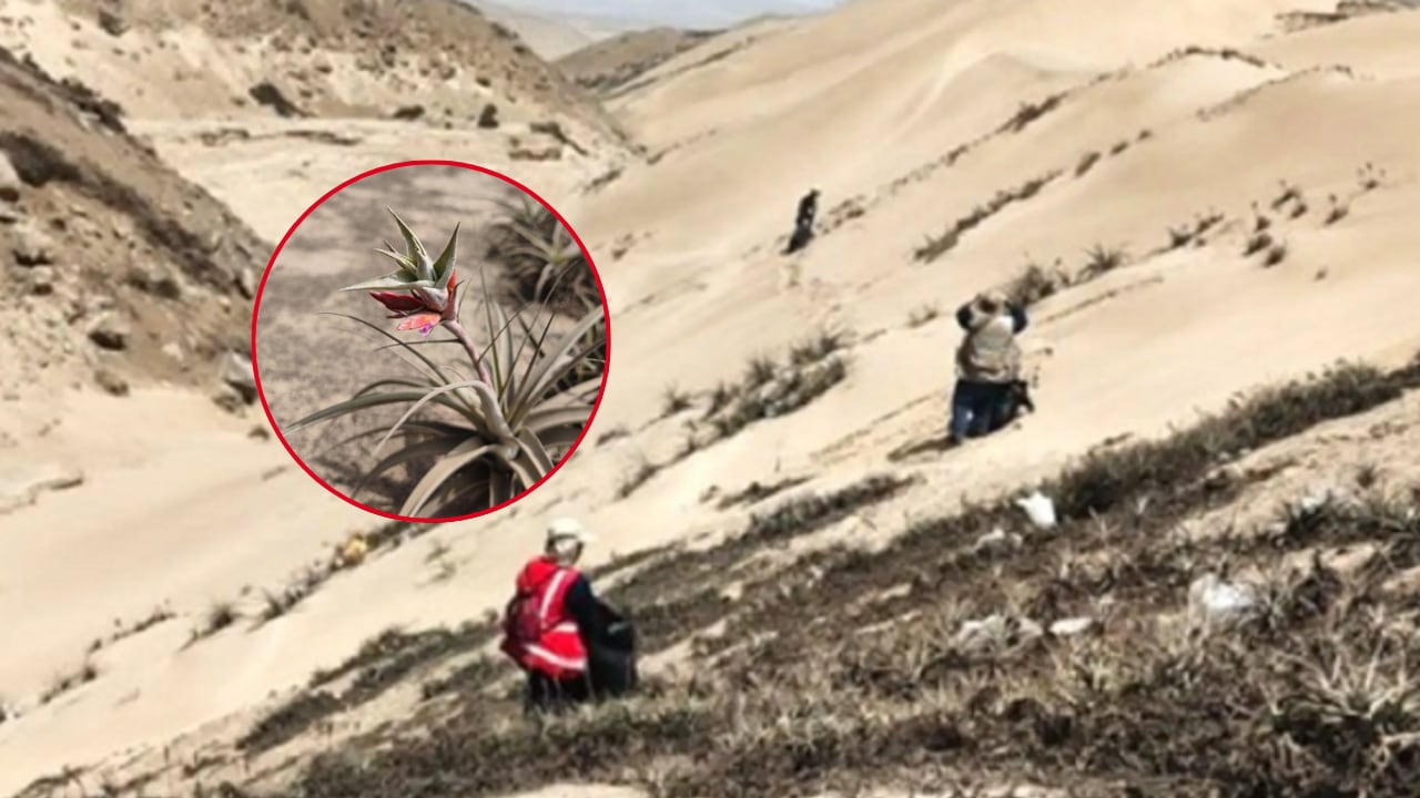 El Proyecto Especial Parque Ecológico Nacional “Papa León XIV” promueve, además, la investigación, educación ambiental y turismo sostenible.