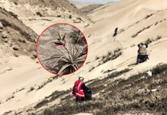 Ancón: Impulsan conservación de tillandsias en el Parque Ecológico Nacional “Papa León XIV”