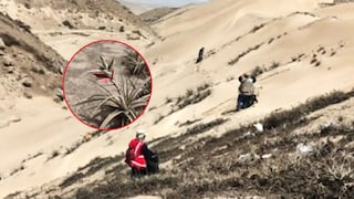 Ancón: Impulsan conservación de tillandsias en el Parque Ecológico Nacional “Papa León XIV”