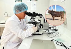 INIA podrá producir semen bovino en Arequipa para mejorar la ganadería