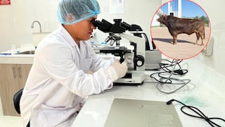 INIA podrá producir semen bovino en Arequipa para mejorar la ganadería