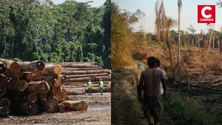 Congreso: ¿En qué consiste la modificación a la Ley Forestal y qué riesgo presenta para los territorios indígenas?