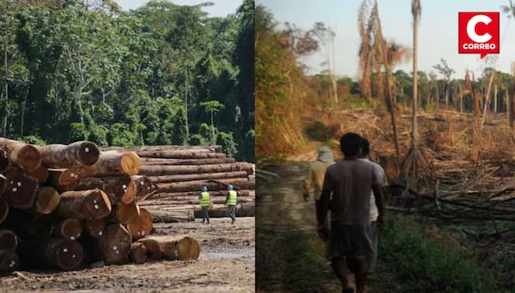 ¿Ley Forestal promueve la deforestación?
