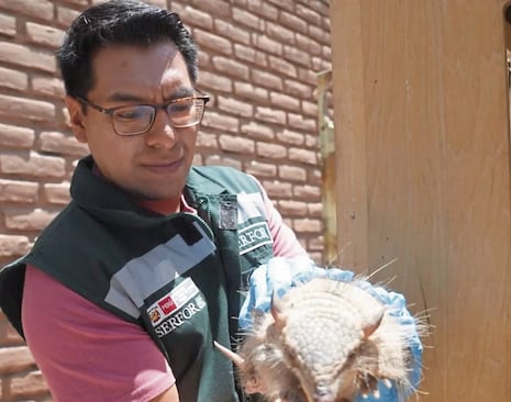 Arequipa: Prohíben uso de animales en rituales y “limpias” de fin de año