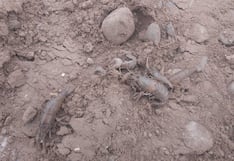 Chincha: pescadores denuncian muerte de camarón por envenenamiento en el río San Juan