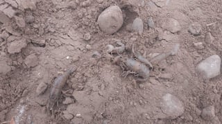 Chincha: pescadores denuncian muerte de camarón por envenenamiento en el río San Juan