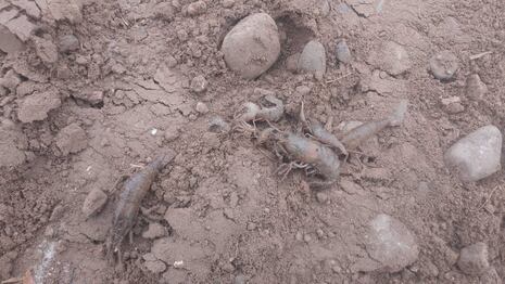 Chincha: pescadores denuncian muerte de camarón por envenenamiento en el río San Juan