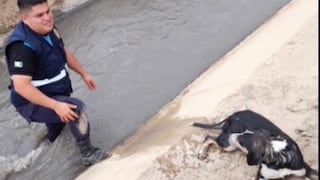 La Libertad: Sereno rescata a perro que cayó a un canal de riego 