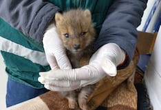 Puno: SERFOR rescata cría de un zorro andino herido que fue abandonado en el centro de la ciudad