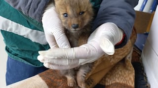 Puno: SERFOR rescata cría de un zorro andino herido que fue abandonado en el centro de la ciudad