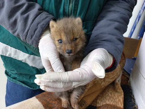 Puno: SERFOR rescata cría de un zorro andino herido que fue abandonado en el centro de la ciudad