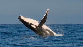 Piura: El balneario de Los Órganos obtiene jerarquía 3 en el Inventario Nacional de Recursos Turísticos