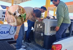 Arequipa: Rescatan a venado andino que era usado para fotos con turistas en el Colca