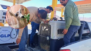 Arequipa: Rescatan a venado andino que era usado para fotos con turistas en el Colca